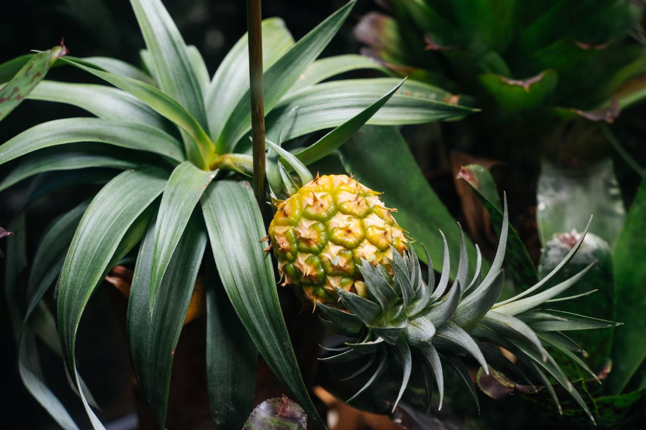 Низкий тестостерон у мужчин: 10 симптомов и лечение