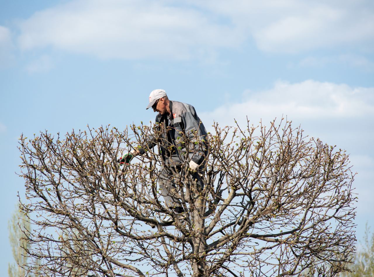 Man pruning tree branches - a metaphor for processing sadness, emotional recovery, and personal growth