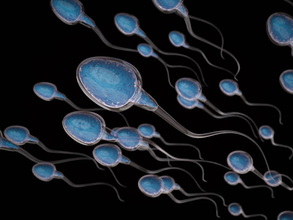 Sperm cells under a microscope illustrating male fertility, sperm motility, and reproductive health