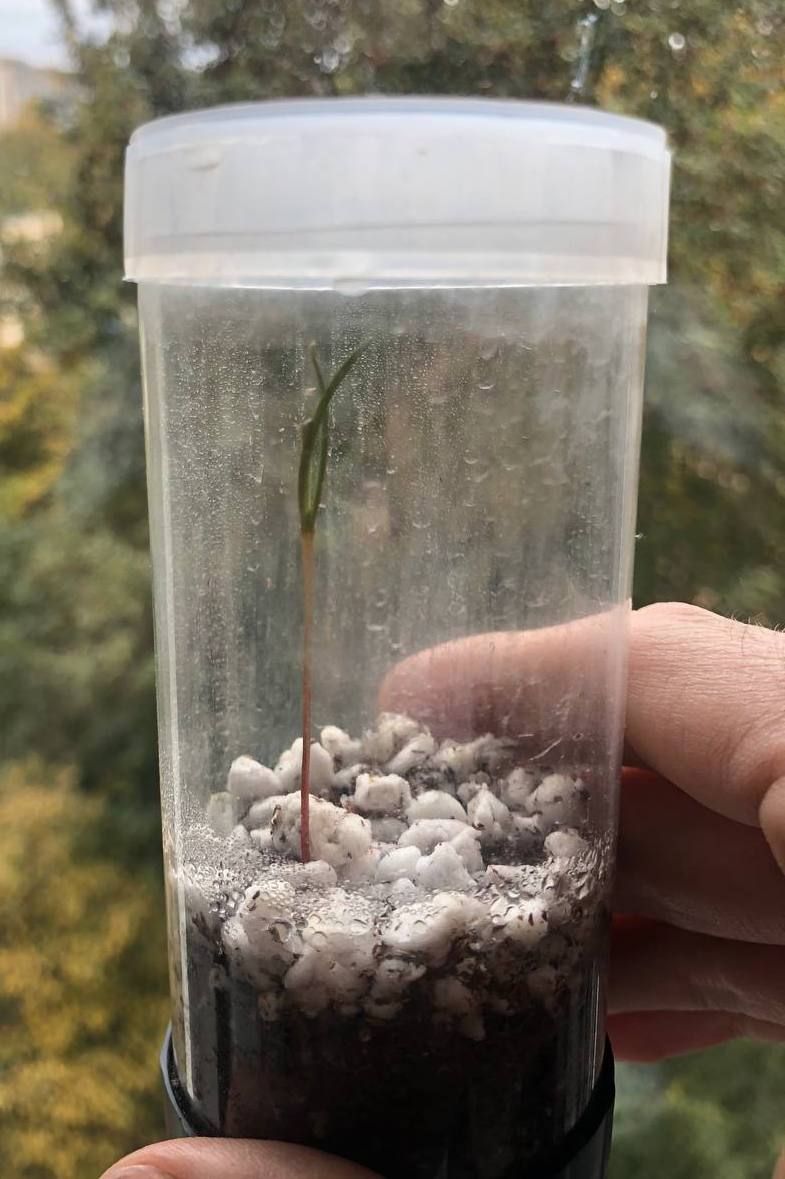 Sequoia: A Month After Germination